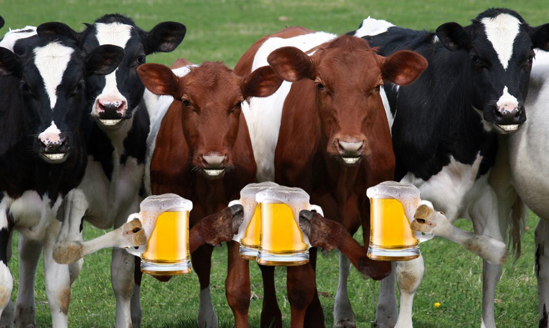 BEER Cows Love It As Much As We Do LaBudde Group