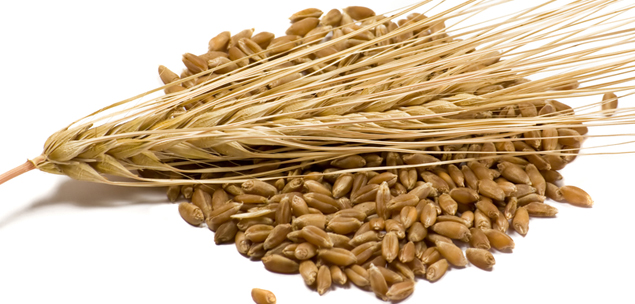 BARLEY, GRAIN