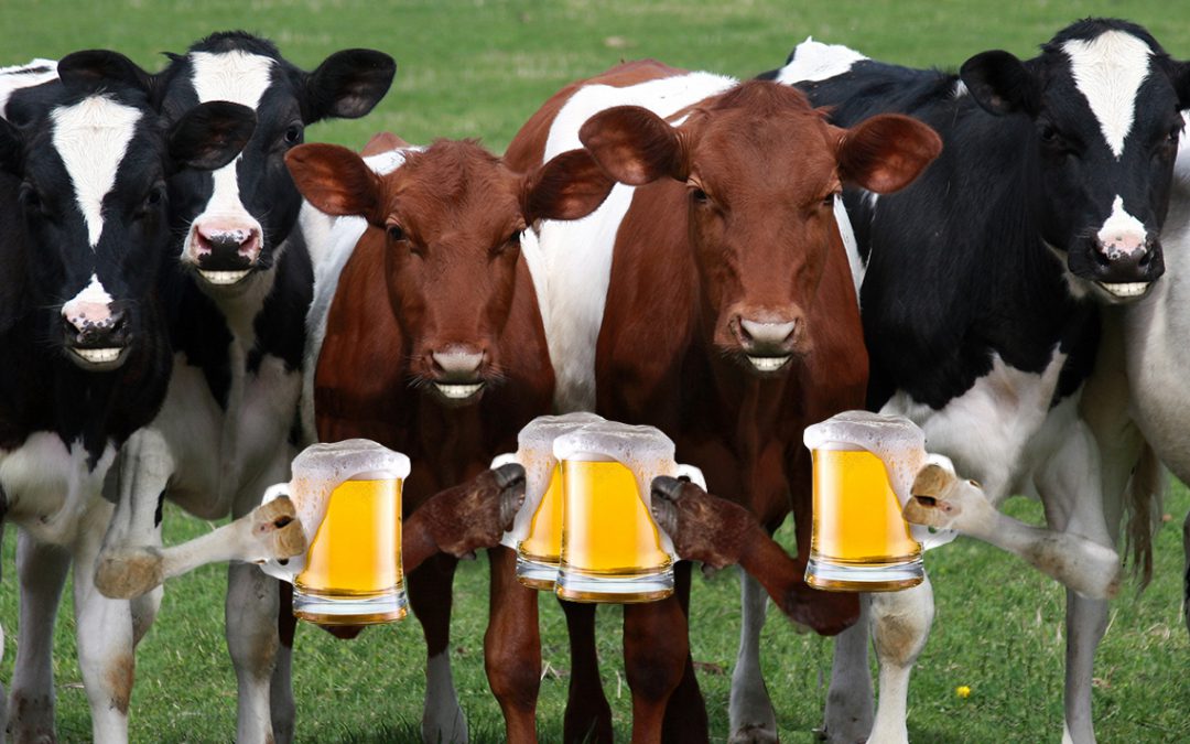 BEER – Cows Love It As Much As We Do