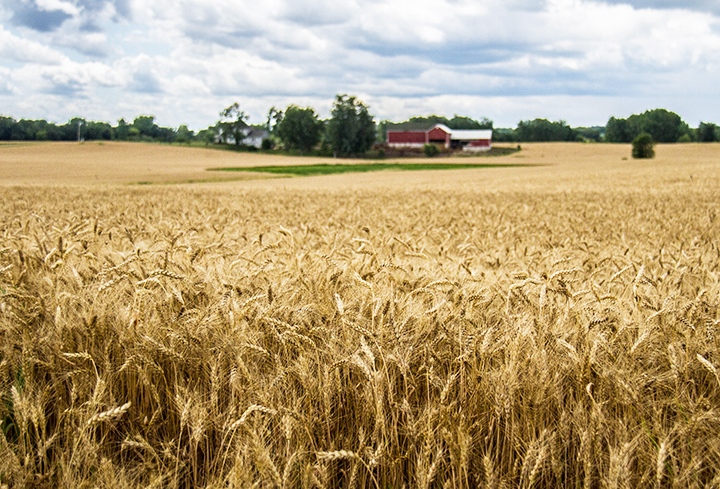 Wheat Midds, Smeat Midds