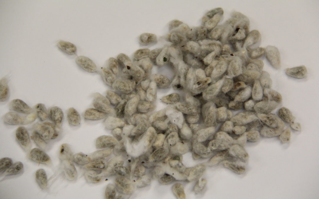 COTTONSEED, WHOLE